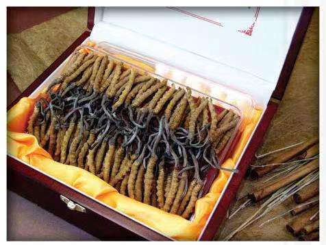 四更镇冬虫夏草回收